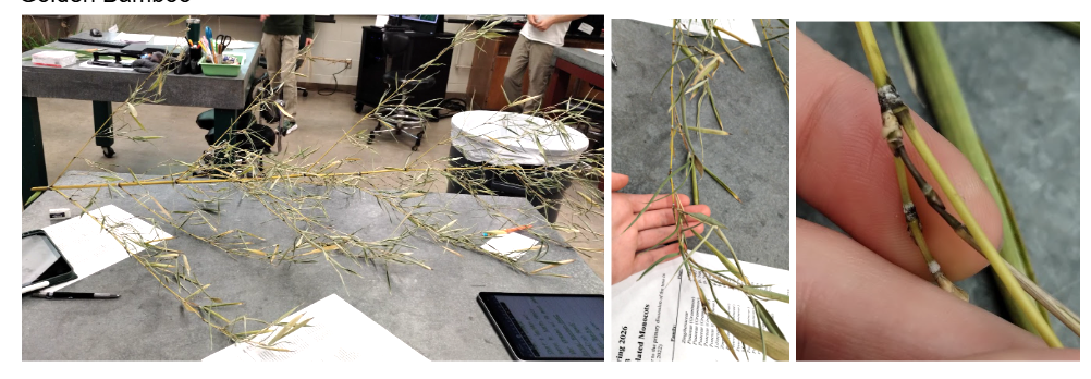 <p>Golden Bamboo</p>