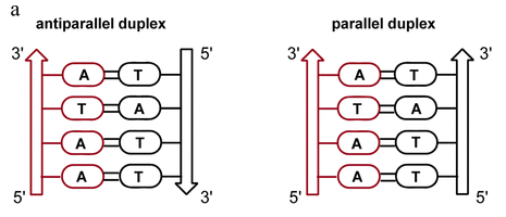 <p>parallel: DNA strands both run in same direction</p><p>antiparallel: DNA strands run in opposite directions </p><ul><li><p>xray analysis shows that DNA runs antiparallel</p></li></ul>