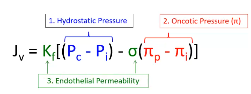 <p>What does Kf stand for in the starling equation?</p>