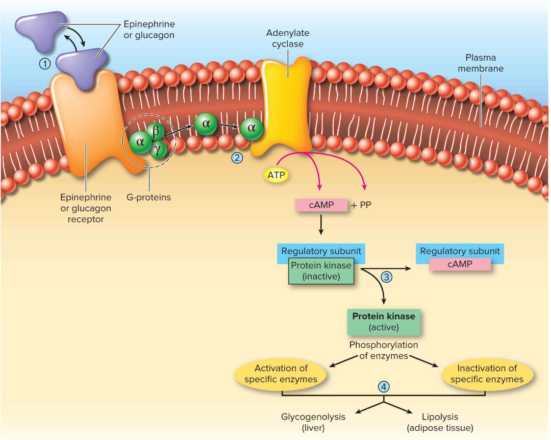 <p>How do glucagon, epinephrine, and norepinephrine signal to increase metabolism?</p>
