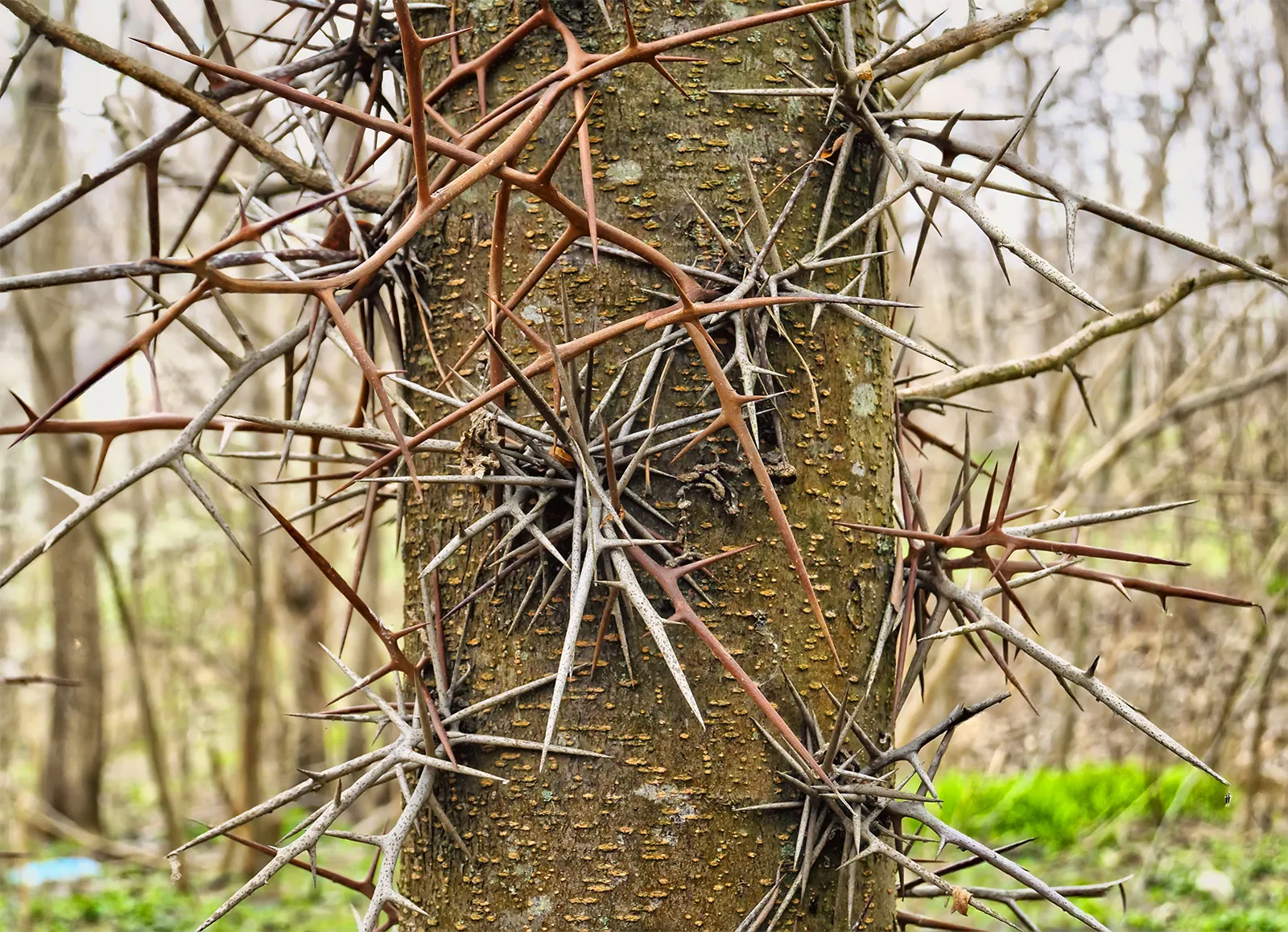 <p><span>defense mechanisms that are always present in a plant, regardless of the presence of herbivores. These defenses are constantly activated, but not always needed.</span></p>