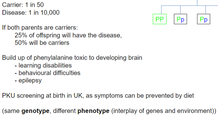 <ul><li><p>mutation in the PAH gene (phenylalanine hydroxylase - enzyme that breaks down dietary phenylalanine)</p></li><li><p>recessive inheritance</p></li></ul>