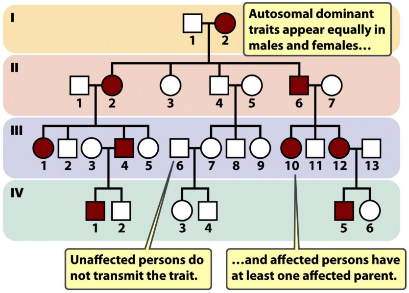 <p>an affected person usually has at least 1 affected parent</p><ul><li><p>affects either sex</p></li><li><p>usually doesn’t skip generations</p></li><li><p>1 affected &amp; 1 unaffected parent = 50% of being affected</p></li></ul><p></p><p><strong><em><u>NOTE:</u></em></strong> affected = heterozygous</p>