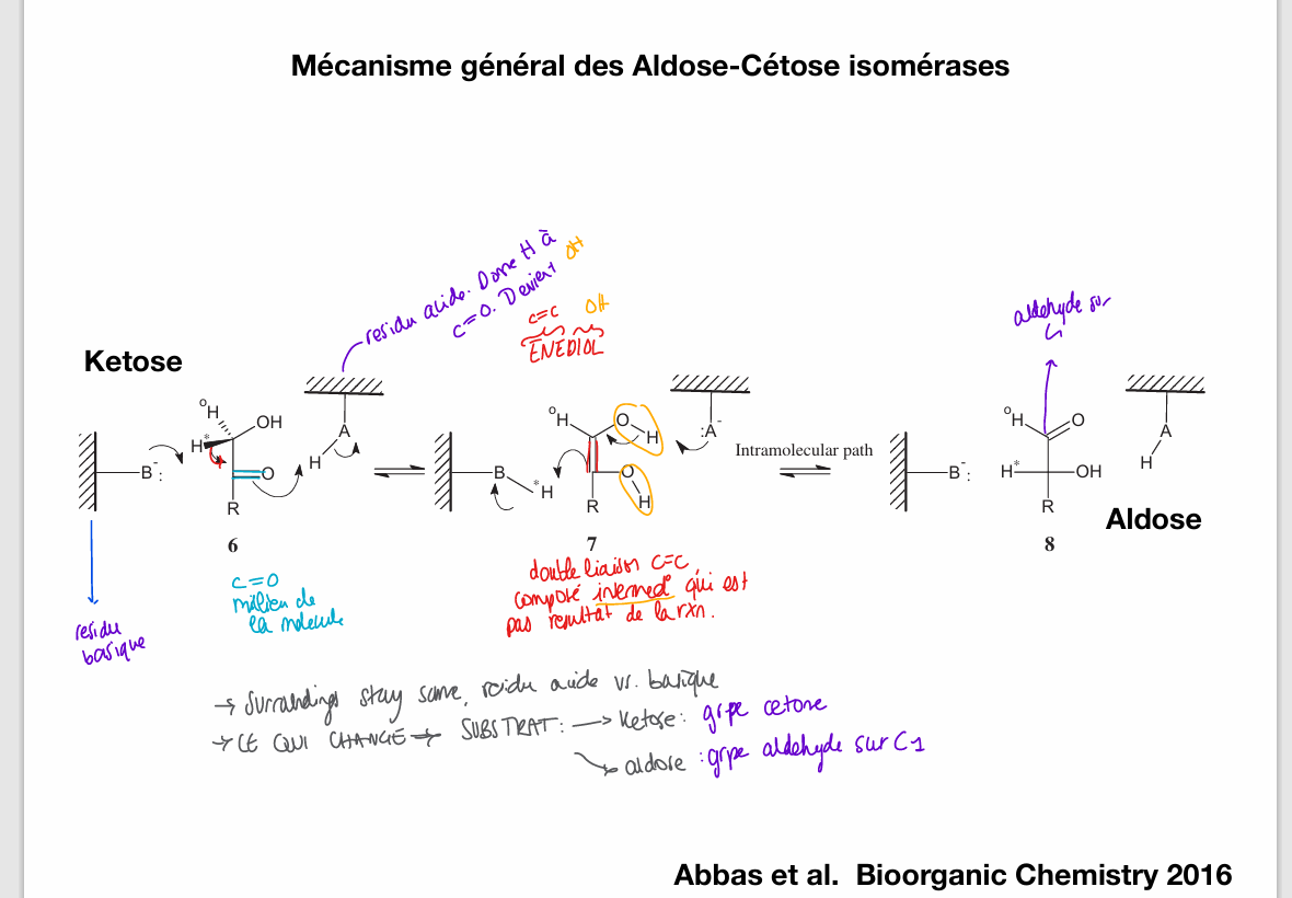 <ul><li><p>applicable, for ex, when DHAP turns GAP (ketose to aldose)</p></li><li><p><u>relevant isomerization in glycolysis: </u><strong><u><span>Glucose-6-phosphate (aldose ) to Fructose-6-phosphate (ketose)</span></u></strong></p></li></ul><p>go through ketose to aldose </p><ul><li><p><strong><span>commence avec un residu acide, un basique. D’un coté residu acide donne son H à  O carbonyl, se qui le transforme en alcool. </span></strong></p></li></ul><p></p>