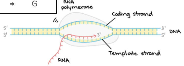 <p><span style="background-color: transparent; font-family: "Proxima Nova", sans-serif;"><span>RNA polymerase uses a </span><u><span>single strand</span></u><span> of DNA to make mRNA; works in the 5’ to 3’ direction</span></span></p><p><span style="background-color: transparent; font-family: "Proxima Nova", sans-serif;"><span>It makes a mRNA strand identical to the coding DNA strand (but swap U for T).</span></span></p>