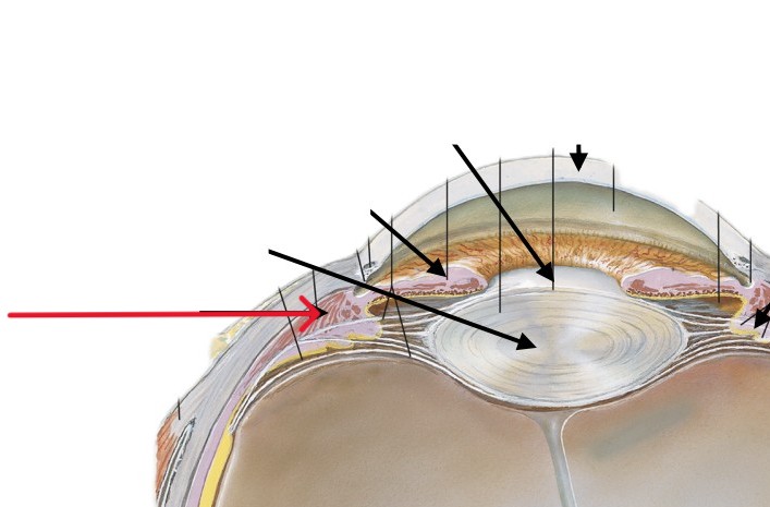 <p>Which part of the eye is:</p><ul><li><p>Ring of muscle behind iris</p></li></ul><p></p>