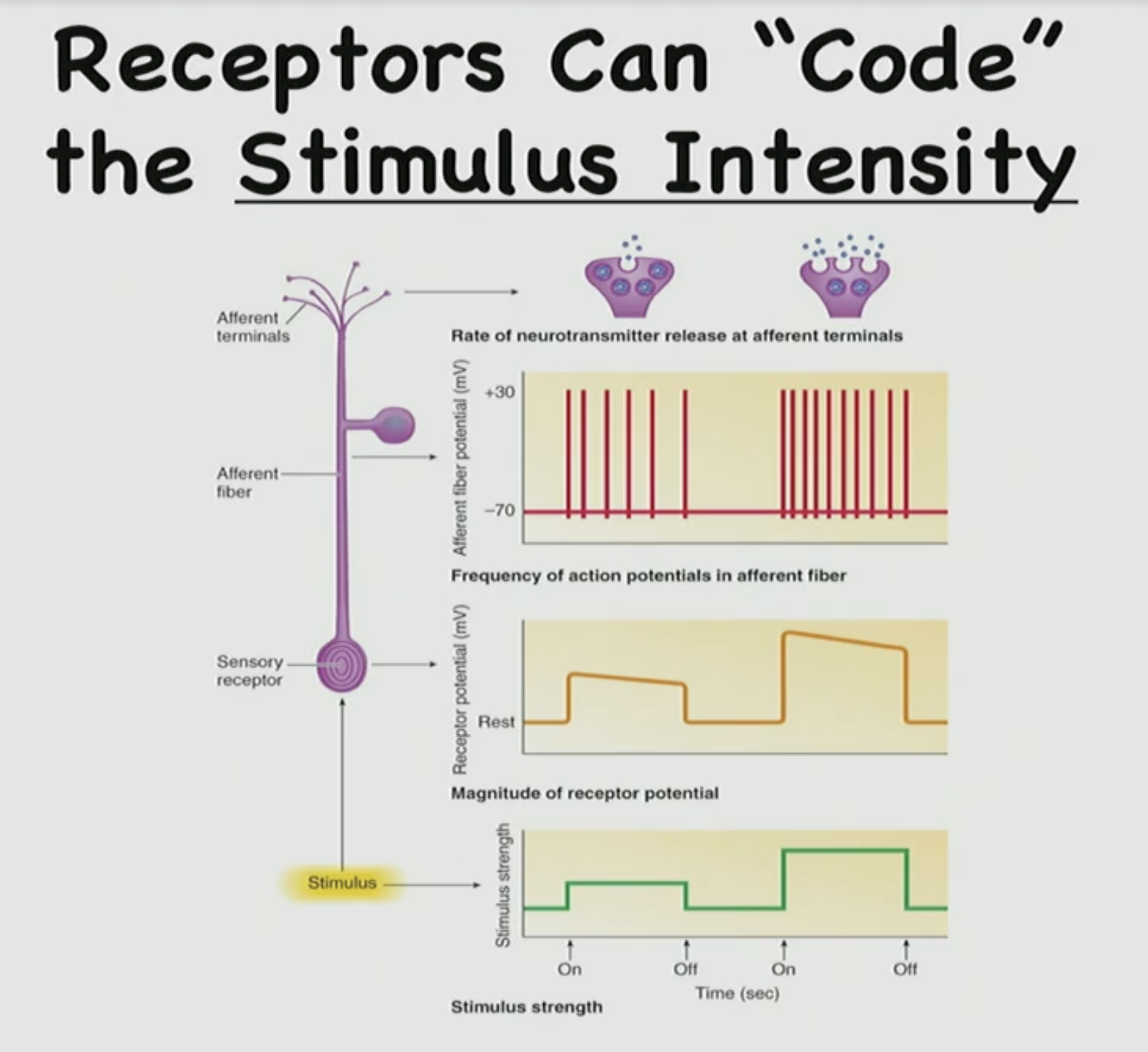 <p>Which one has a stronger stimulus left or right side</p>