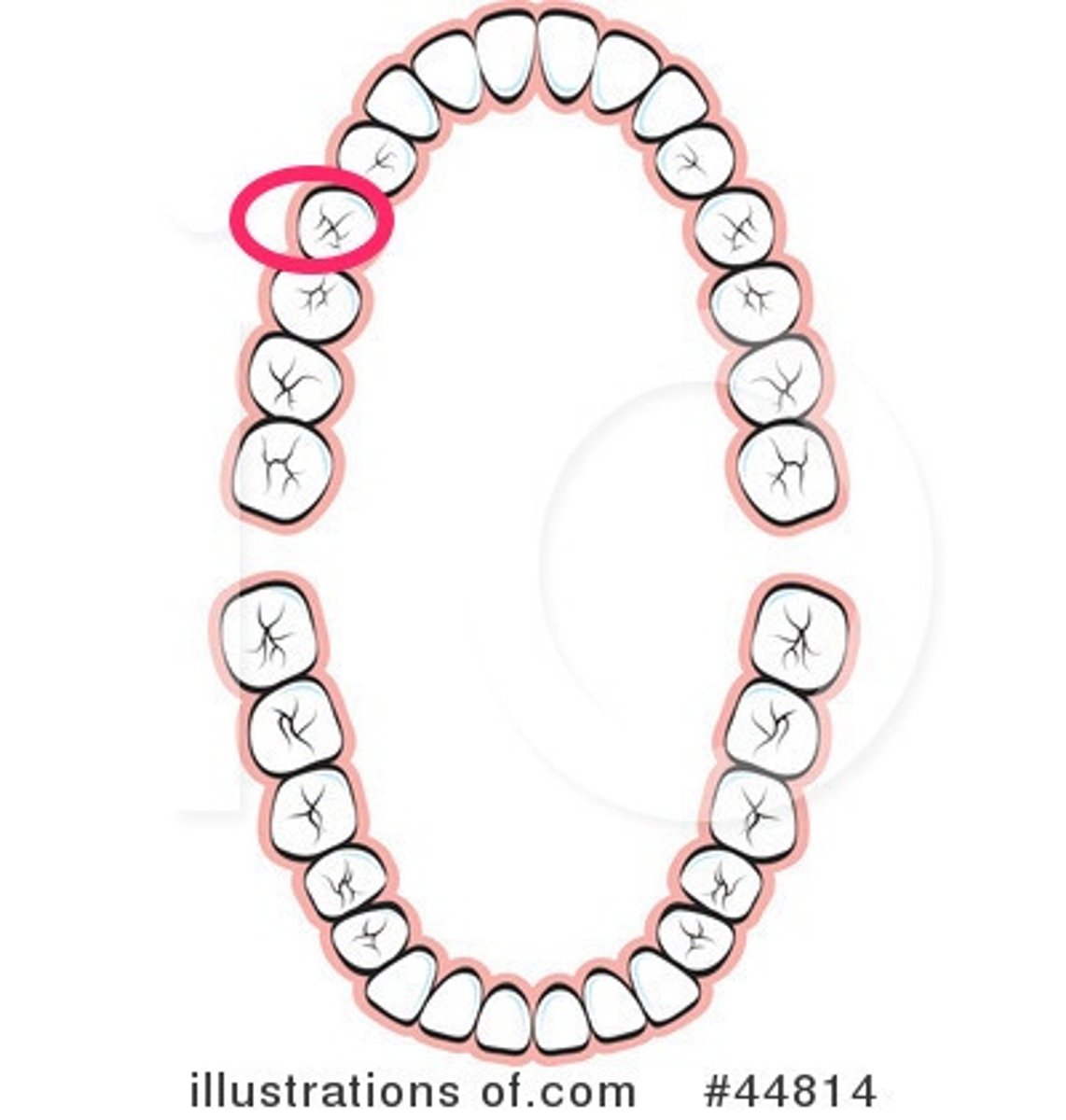 <p>UR 2nd premolar</p>