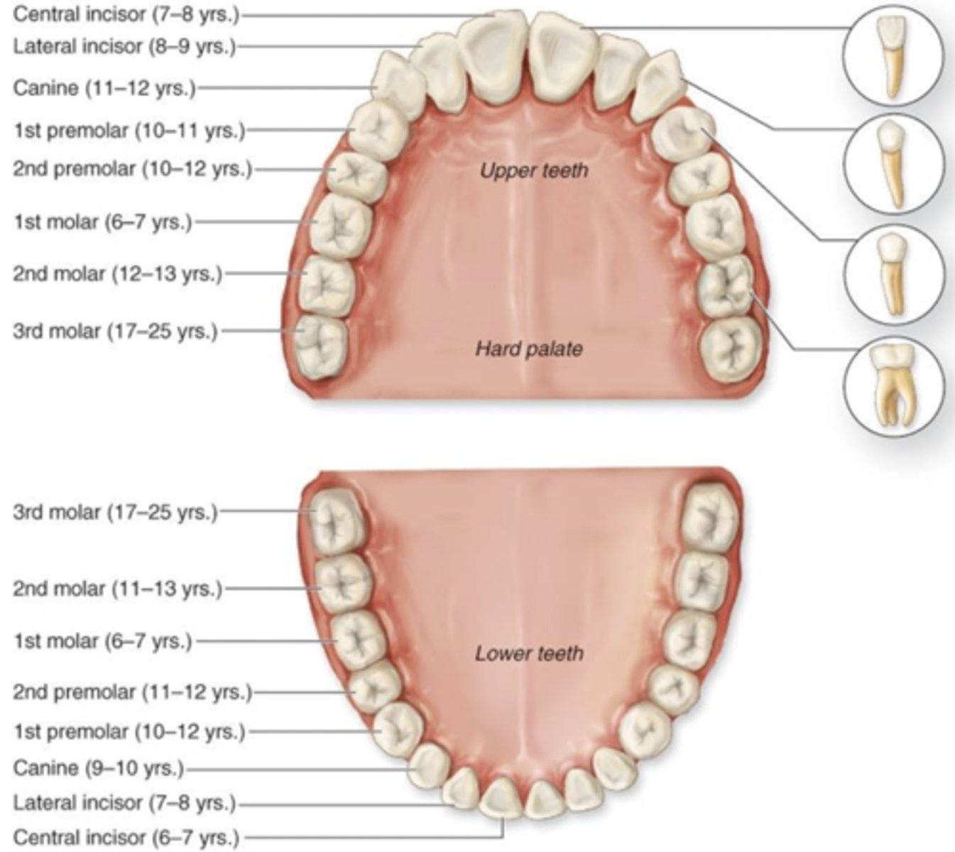 <p>Central incisors, lateral incisor, canine, 1st premolar, 2nd premolar, 1st molar, 2nd molar, 3rd molar</p>