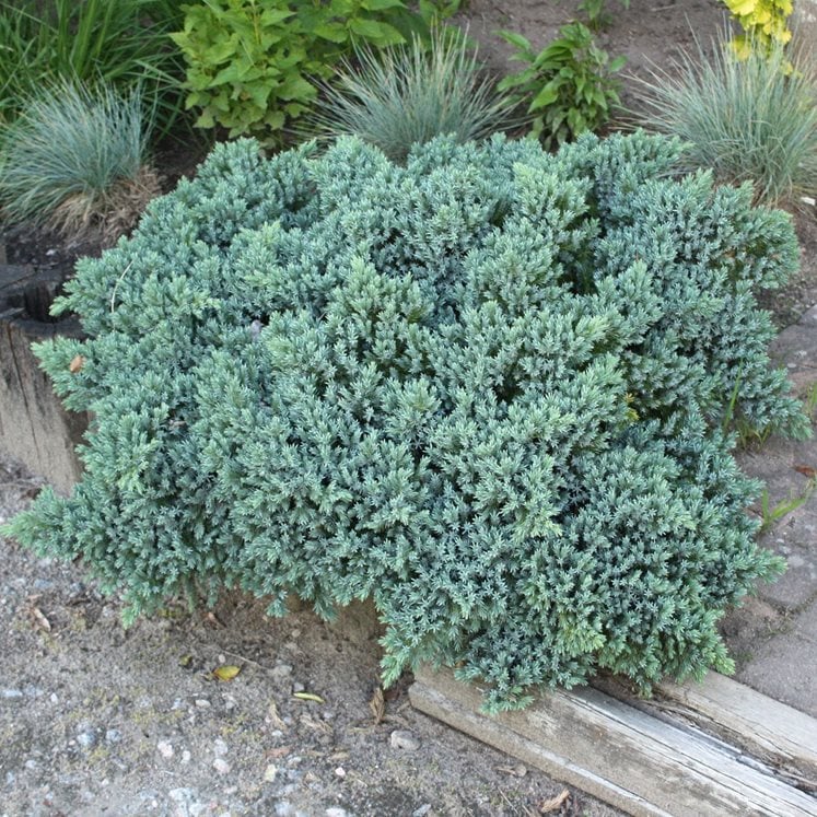 Juniperus squamata 'Blue star' h:1.5 b:1.5