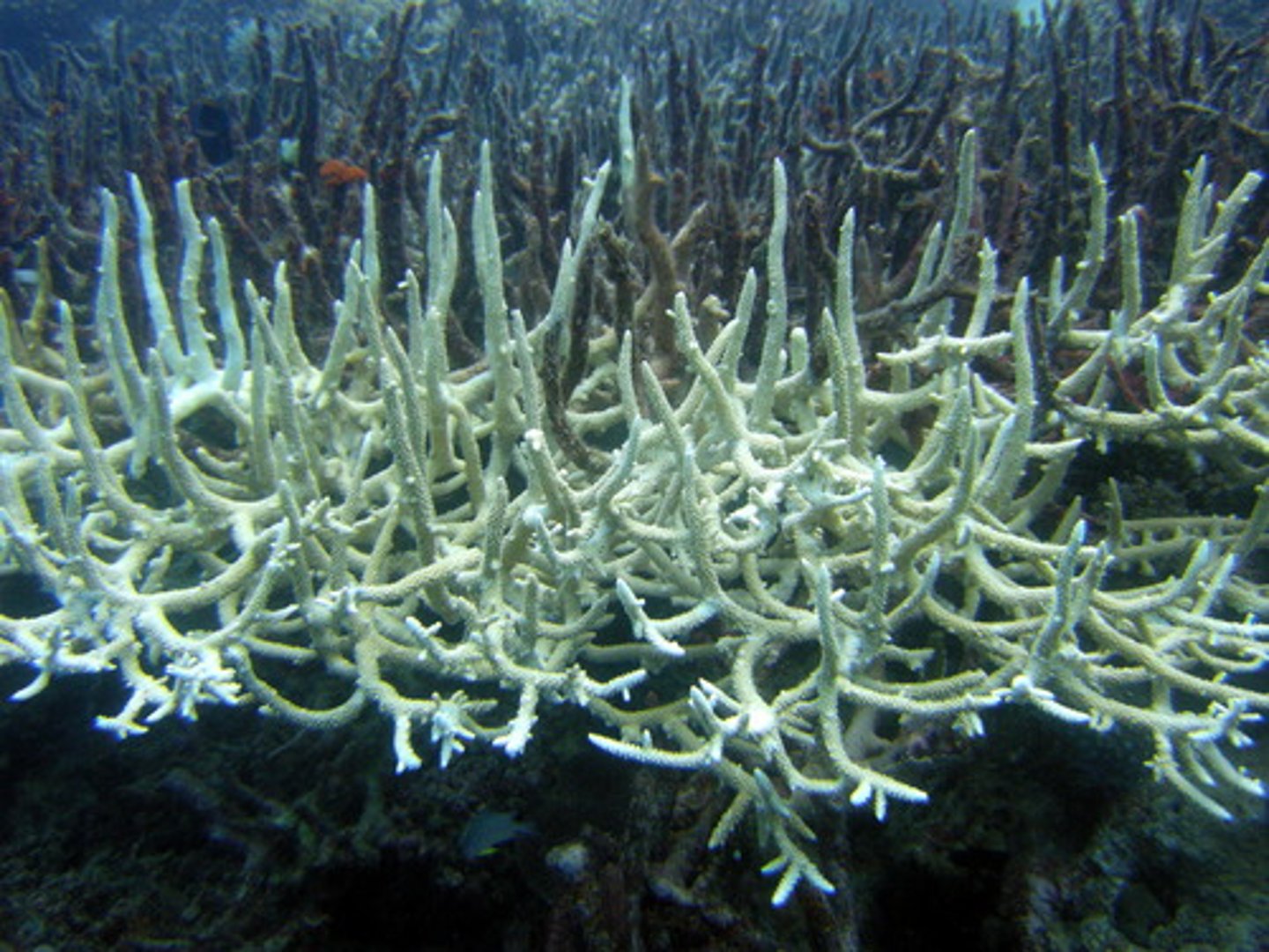 <p>A phenomenon in which algae inside corals die due to abnormally high water temperatures, causing the corals to turn white.</p>