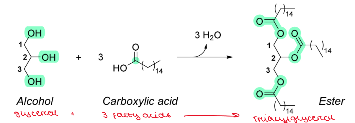 <ul><li><p>3 fatty acids + 1 glycerol </p></li><li><p>In a condensation reaction</p></li><li><p>Forms 3 ester bonds </p></li><li><p>Loses 3 molecules of water </p></li></ul><p></p>
