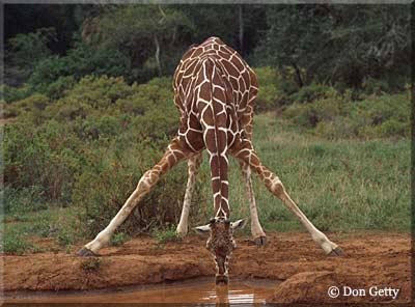 <p>An example of adaptation where the giraffe's long neck allows it to reach higher trees, but also presents disadvantages such as difficulty bending down to get water.</p>