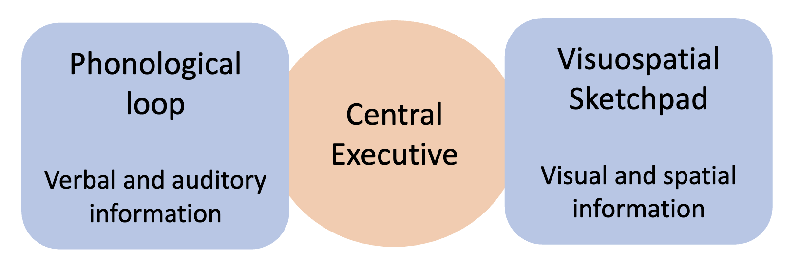 <ul><li><p>maintaining information needed for <mark data-color="green" style="background-color: green; color: inherit;">ongoing cognitive processing</mark></p></li><li><p>best-known model by <mark data-color="purple" style="background-color: purple; color: inherit;">Baddeley and Hitch</mark> (<mark data-color="yellow" style="background-color: yellow; color: inherit;">1974</mark>)</p></li><li><p><mark data-color="red" style="background-color: red; color: inherit;">“slave systems”</mark> controlled by a <mark data-color="red" style="background-color: red; color: inherit;">central executive</mark></p></li></ul><p></p>