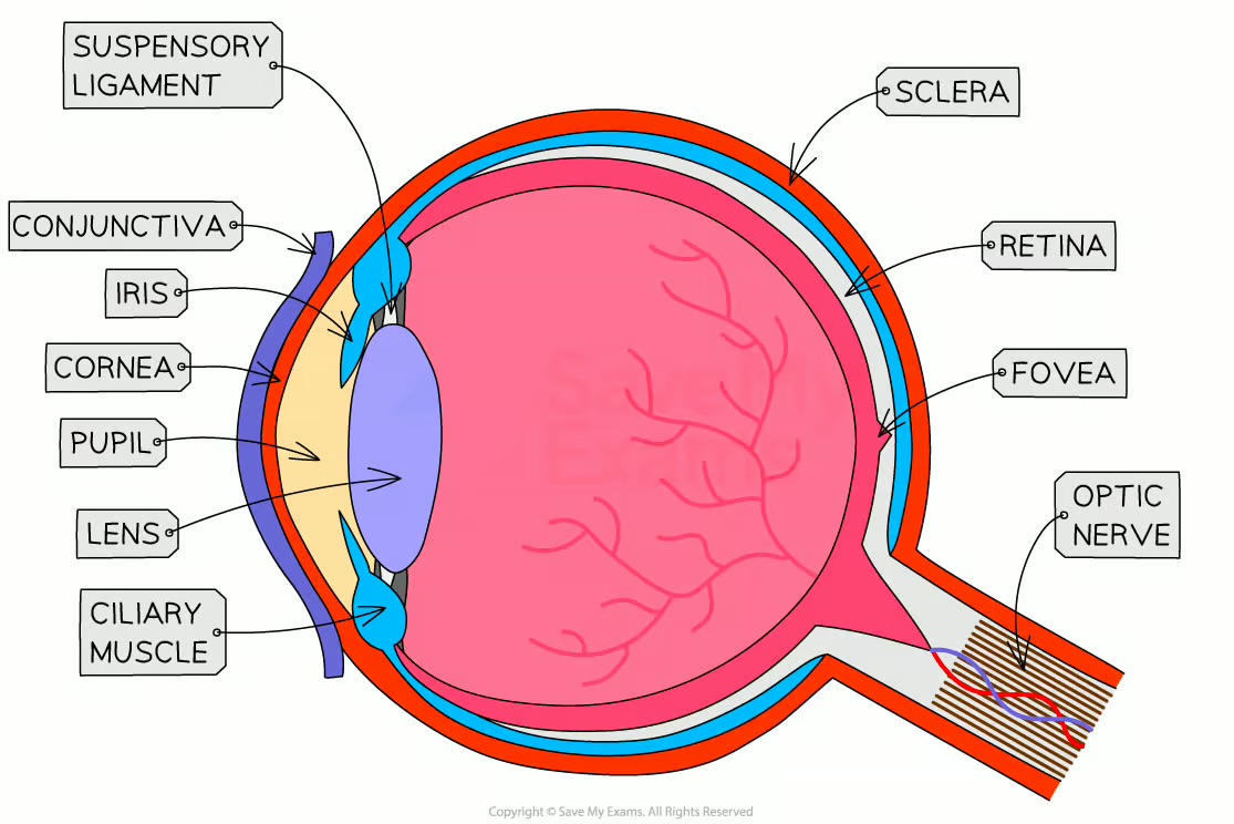 <p>Cornea, iris, pupil, lens, retina, optic nerve, blind spot</p>