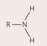 Acts as a base, accepting H+, depending on pH; can form bonds with other molecules; ex: amino acids 