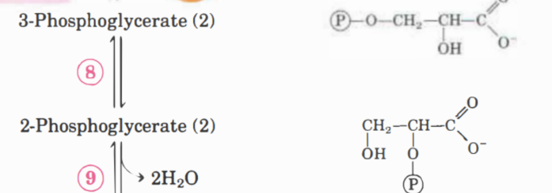 <p>Här kommer 3-fosfoglycerat att omvandlas till <strong>2-fosfoglycerat </strong>med <strong>fosfoglycerat mutas</strong>. </p>