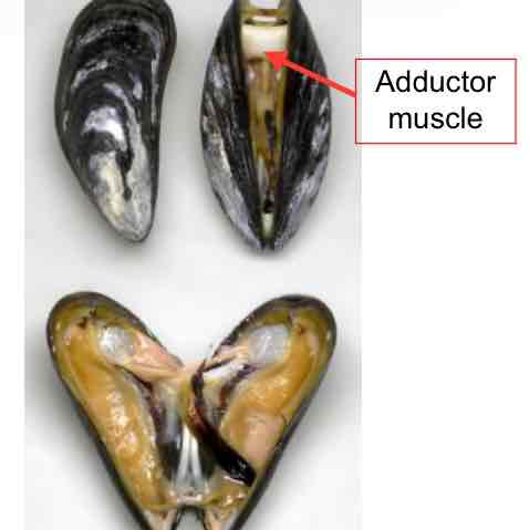 <p>Bivalves</p>