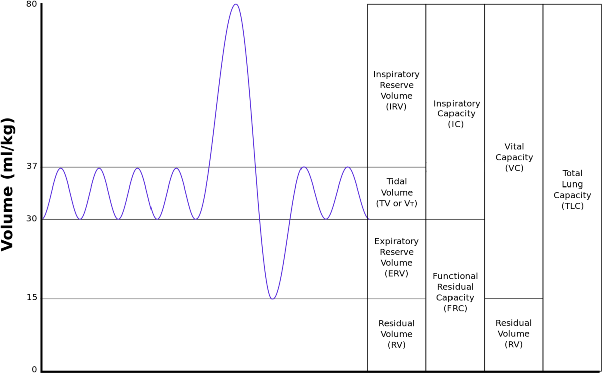 <p>Rate at which an organism uses up oxygen</p>