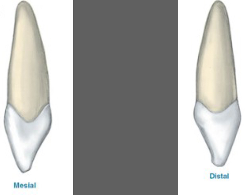 <p>Proximal View Features</p>