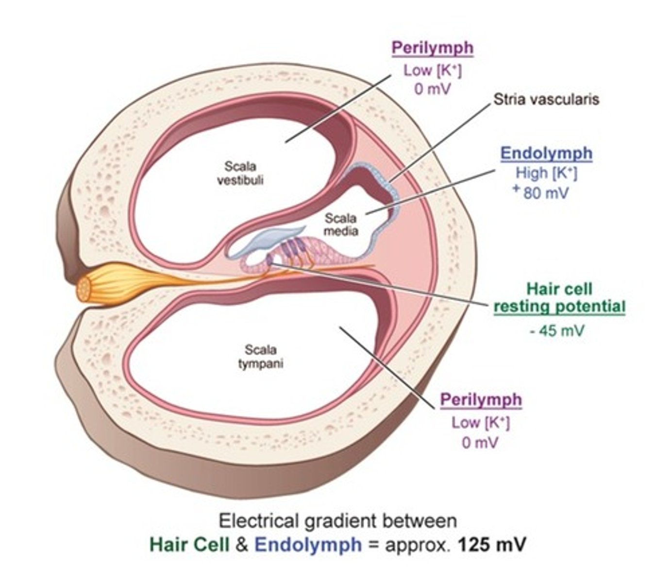 <p>high concentration of sodium, low concentration of potassium</p><p>(low mV)</p>