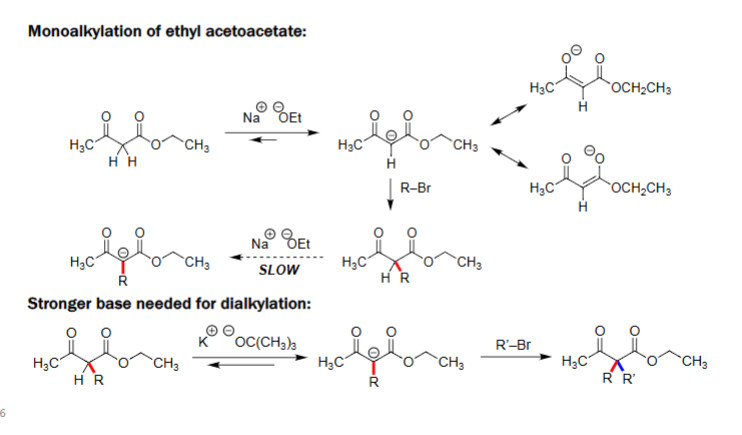 <ul><li><p>After monoalkylation, the α-hydrogen becomes much less acidic (less stable)</p></li><li><p>NaOEt is too weak to deprotonate the product.</p></li><li><p>A strong, non-nucleophilic base such as potassium tert-butoxide (KOtBu) is required.</p></li><li><p>This strong base forms a second enolate, which then reacts with another alkyl halide (R′–Br) to give the dialkylated product.</p></li></ul><p></p>