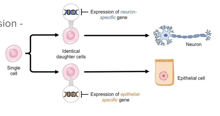 <ul><li><p><span style="background-color: transparent; font-family: "Proxima Nova", sans-serif;"><span>Even with the same DNA, not all cells in a multicellular organism look the same or do the same things (ex. Skin cells vs. stomach cells)</span></span></p></li><li><p><span style="background-color: transparent; font-family: "Proxima Nova", sans-serif;"><span>Cells turn on the parts of DNA they need and off those they don’t → cell differentiation</span></span></p></li></ul><p></p>