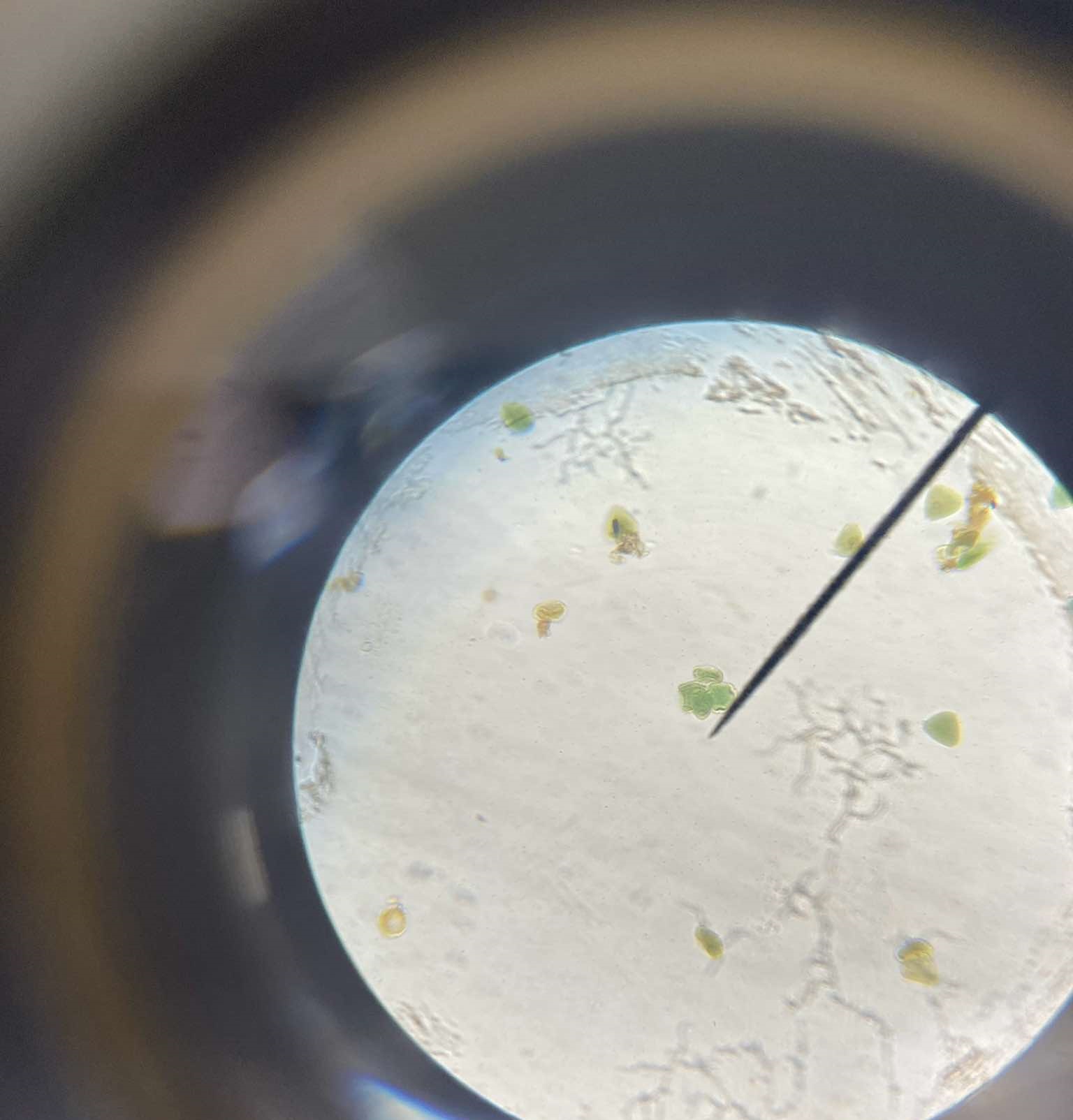 <p>identify the specimen</p>