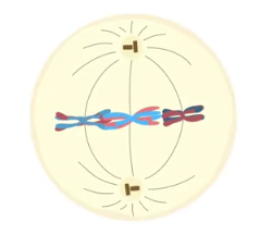 <p>meiotic spindle aligns homologous chromosomes along “equator” at the metaphase plate</p>