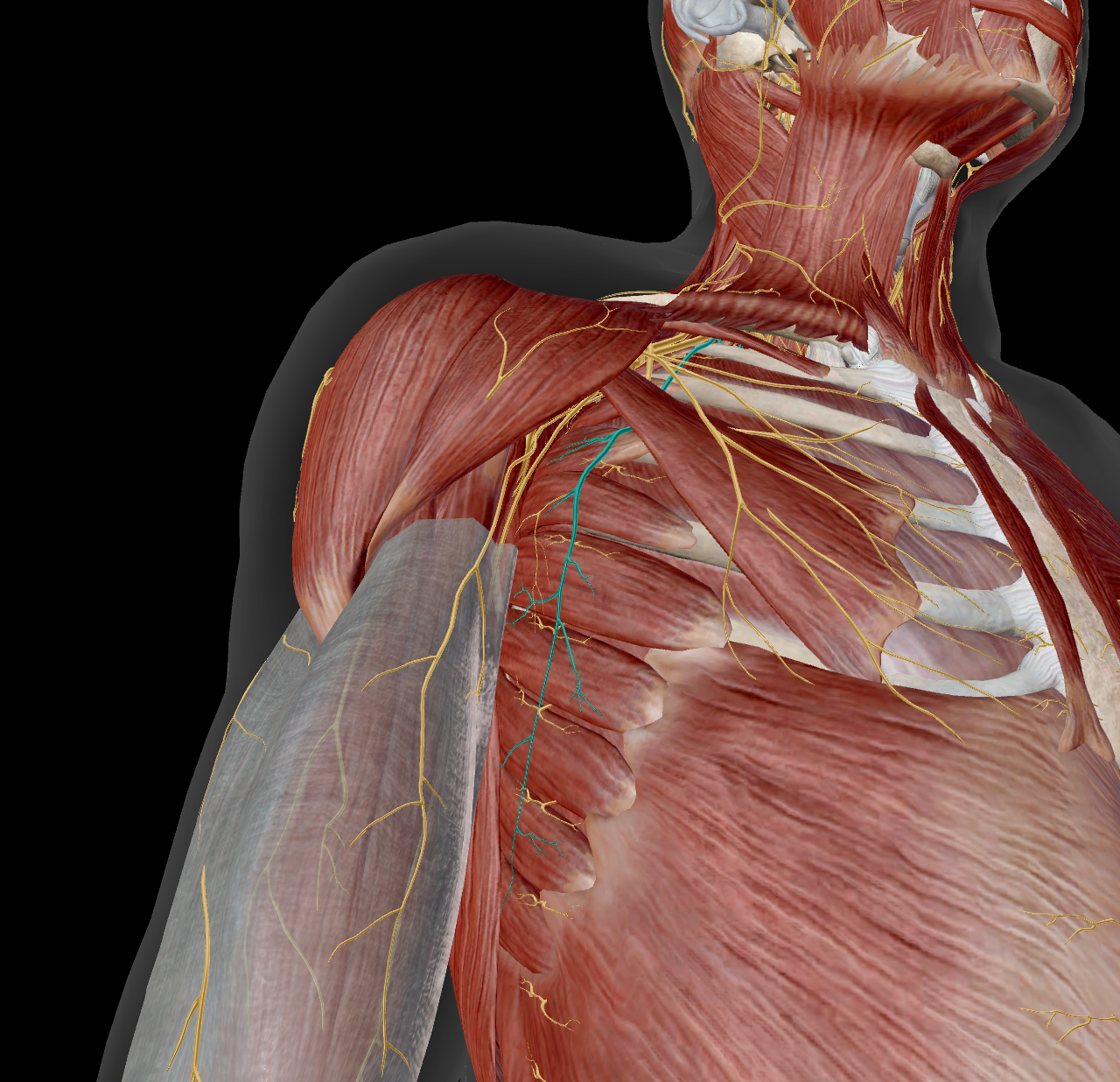 <p>M serratus anterior</p>