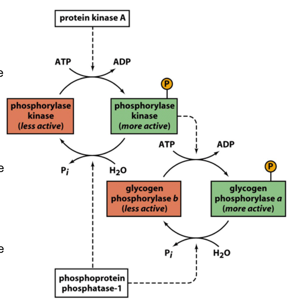 protein kinase A (PKA) activates phosphorylase kinase by phosphorylating it

activated phosphorylase kinase phosphorylates glycogen phosphorylase at Ser 14 

protein phosphatase-1 (PP1) will dephosphorylate glycogen phosphorylase (lowering activity) and dephosphorylates phosphorylase kinase 