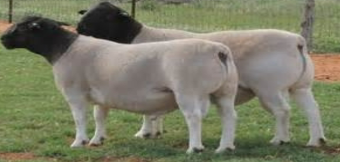 <p>originated in South Africa by crossing Dorset and Persian Blackhead  breeds; white body and legs with a black head. Also has pure white strain; is the most muscular of all shedding breeds; not a true hair sheep, most expensive of this breed group </p>