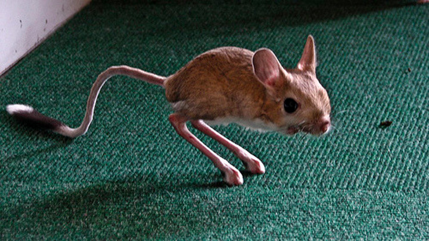 <p>A small desert rodent with long hind legs for jumping. (chuột nhảy)</p>