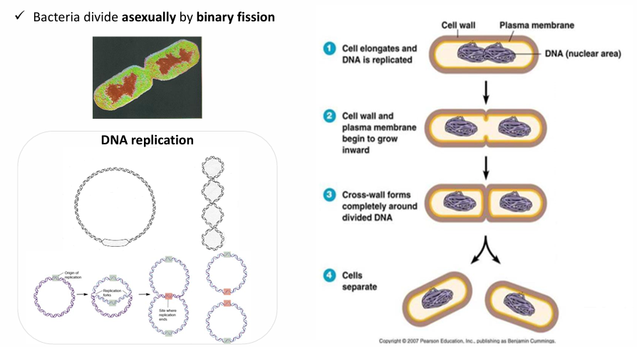 <p>Cómo es el cromosoma bacteriano?</p><ul><li><p>Circular y enrollado, pero cuando la bacteria se va a  multiplicar tiene que desarrollarse</p></li></ul><p>Pasos:</p><ol><li><p>Replicación del cromosoma</p></li><li><p>Se hace más larga la célula (cell wall and plasma membrane begin to divide)</p></li><li><p>La pared celular se mete hacia dentro hasta que consigue tabicarse y entonces quedan las 2 células hijas que son exactamente iguales a la célula madre - cross wall forms completely around divided DNA</p></li><li><p>Separación</p></li></ol><p></p><p></p>