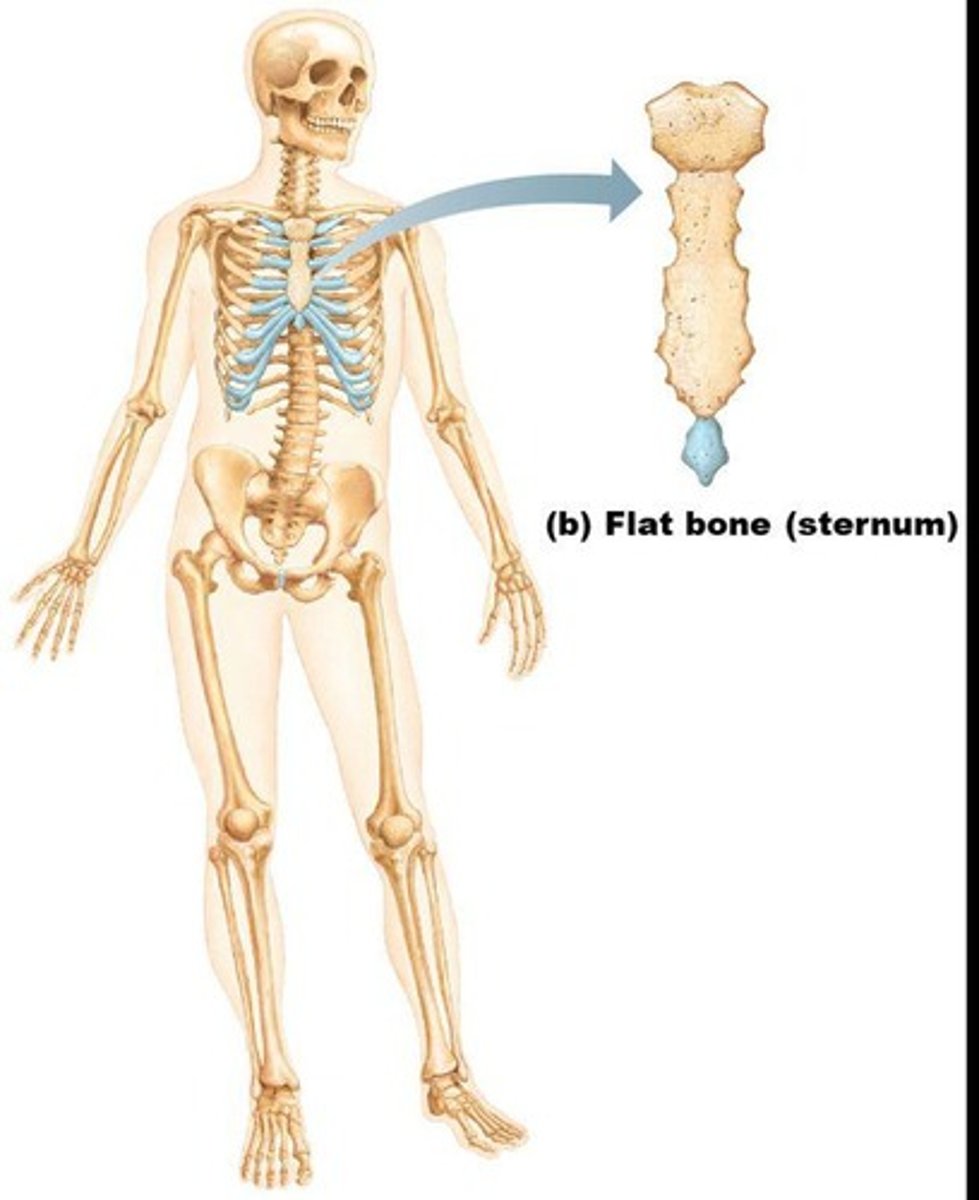 <p>Thin, flattened, and usually curved, with two layers of compact bone sandwiching a layer of spongy bone.</p>