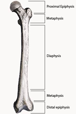 <p>Long bones structure</p>