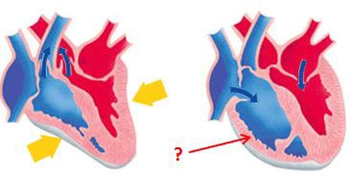 <p>The portion of the cardiac cycle in which the heart refills with blood; relaxes</p>