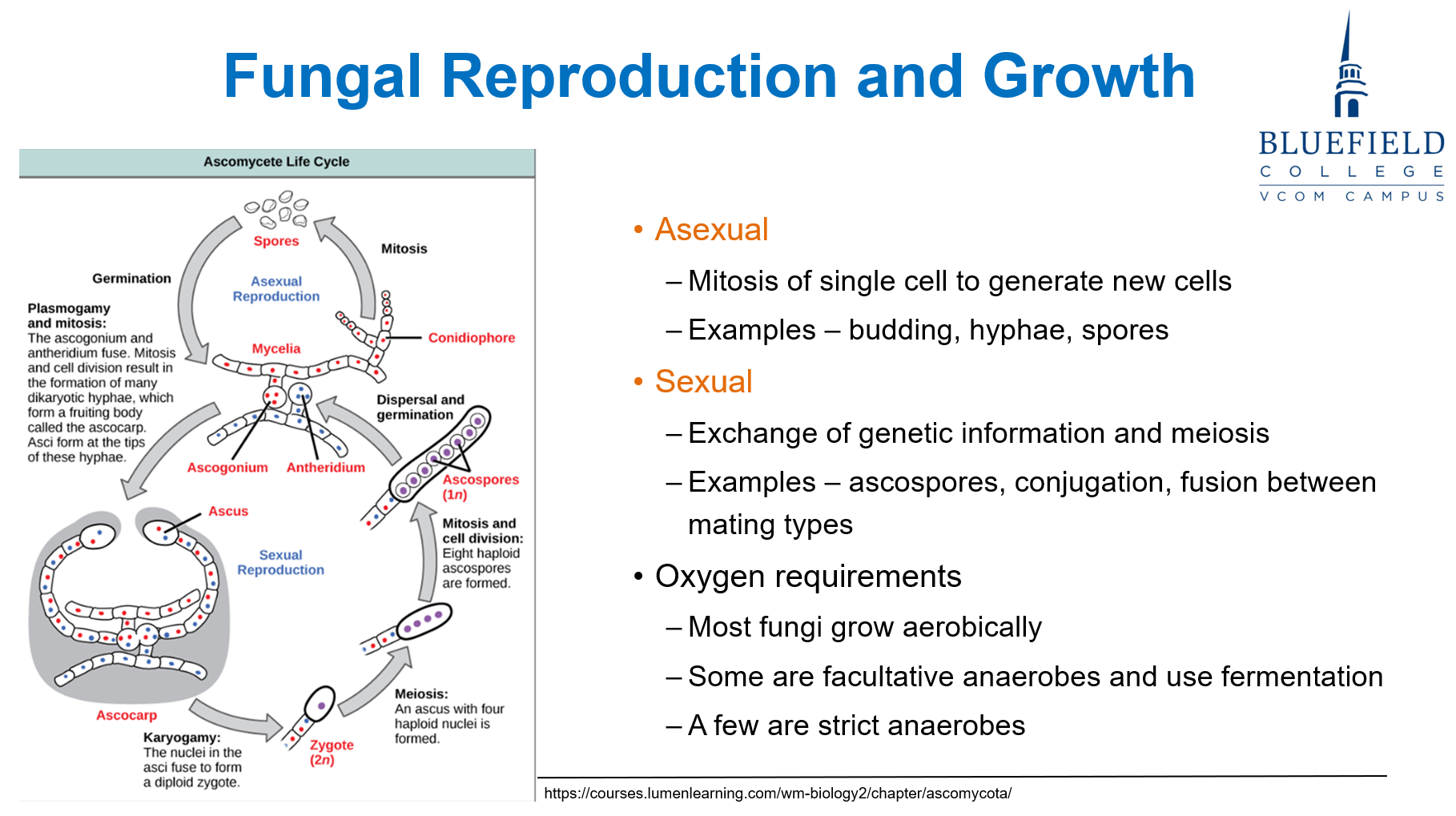 <p>D. Inoculation through sexual intercourse<br></p><p><strong>Sexual transmission</strong> is <strong>not a common route</strong> for fungal infection. Most infections occur via <strong>inhalation, ingestion</strong>, or <strong>dermal trauma/contact</strong>.</p>