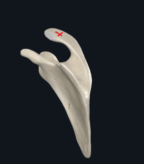<p>What is this part of the scapula called?</p>