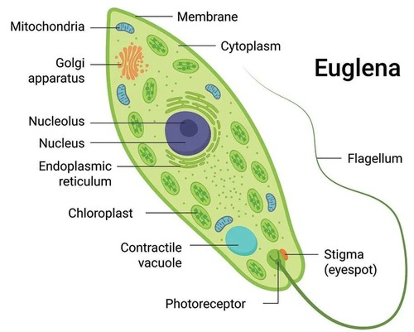 <p>One flagellum, pellicle strips, eye spot, contractile vacuole, some are heterotrophic.</p>