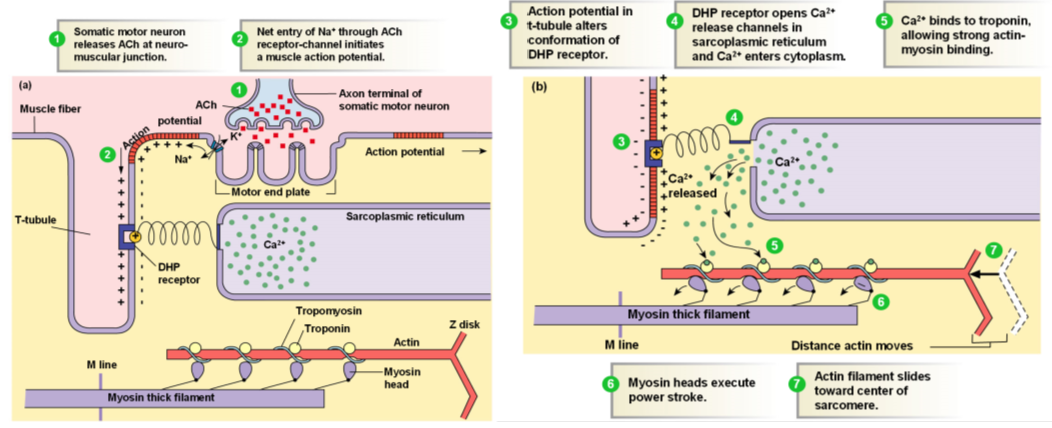 <p>Somatic motor neuron releases Ach at neuromuscular junction</p><p>Net entry of Na+ through Ach receptor-channel initiates a muscle action potential</p><p>Action potential in t-tubule alters conformation of DHP receptor</p><p>DHP receptor opens Ca2+ release channels in sarcoplasmic reticulum and Ca2+ enters cytoplasm</p><p>Ca2+ binds to troponin, allowing strong actin-myosin binding</p><p>Myosin heads execute power stroke</p><p>Actin filament slides toward center of sarcomere</p>
