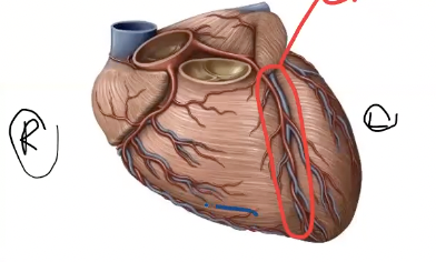 <p>Which vein travels with the anterior interventricular artery and is highlighted in red?</p>