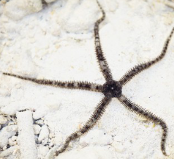 <p>What is the Body Symmetry of this organism?</p>