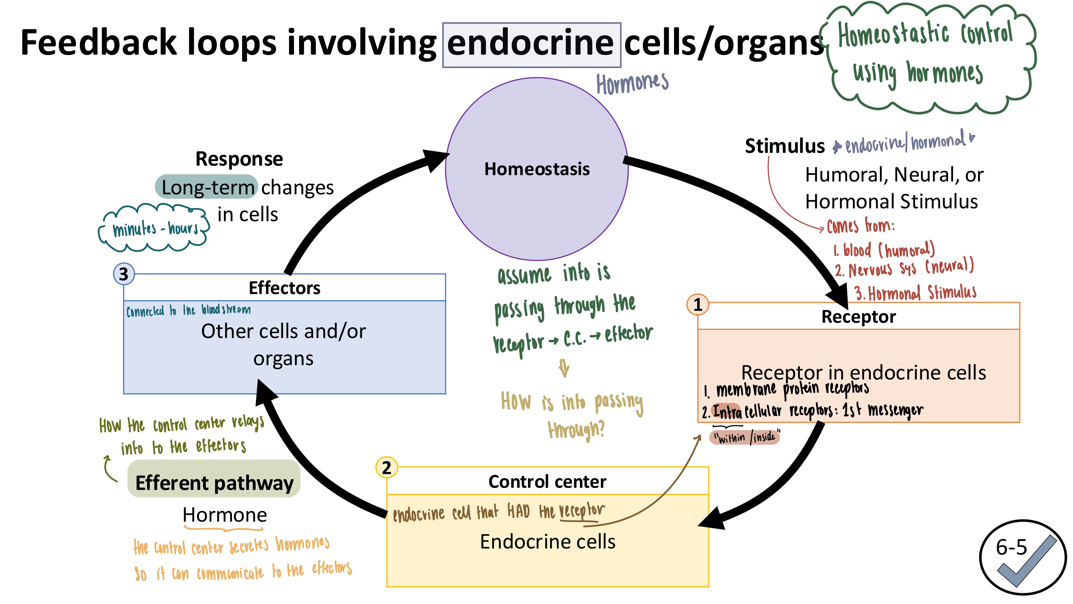 <ul><li><p><strong>Efferent Pathway</strong>: how the control center relays info to the effectors using hormones</p></li></ul><ul><li><p><strong>Hormone Feedback Loop Process</strong></p><ol><li><p><strong>Stimulus</strong>: </p><ol><li><p>humoral (blood)</p></li><li><p>neural (nervous system)</p></li><li><p>Hormonal (endocrine)</p></li></ol></li><li><p><strong>Receptor (on/in the endocrine cells)</strong></p><ol><li><p>Membrane Protein Receptors ON the cell membrane</p></li><li><p>Intracellular Receptors IN the cell</p></li></ol></li><li><p><strong>Control Center</strong>: endocrine cells</p></li><li><p><strong>Efferent Pathway</strong>: hormones TRAVELING via the bloodstream</p></li><li><p><strong>Effector</strong>: other cells and/or organs</p></li><li><p><strong>Response</strong>: Long-term changes in cells</p></li></ol></li></ul><p></p>
