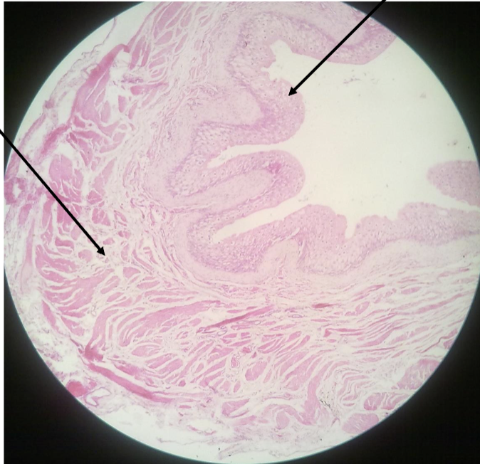 <p>what is this?</p>