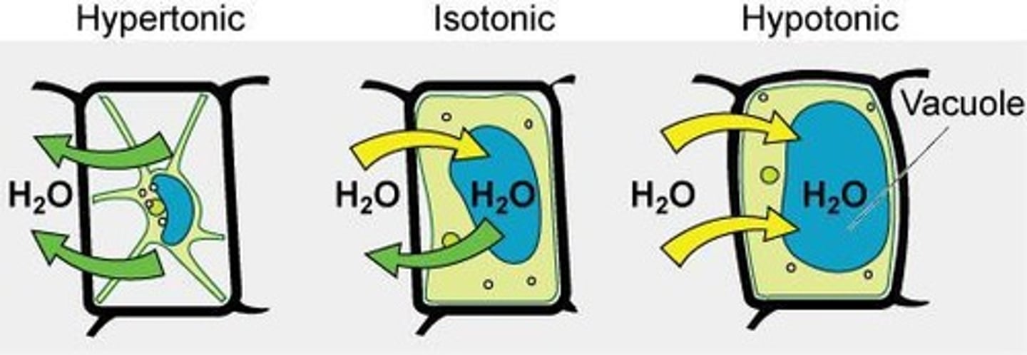 <p>Higher solute concentration than cytosol; water enters cell.</p>