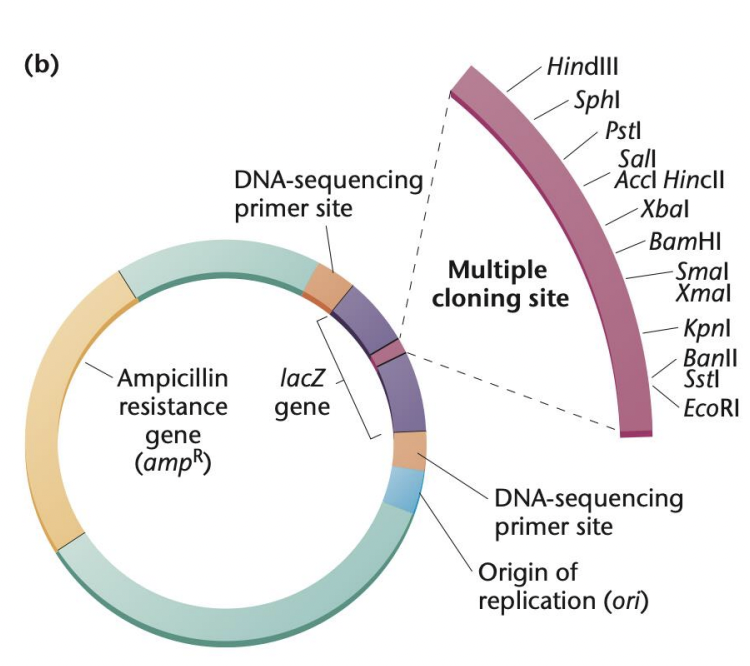 <p>Enumerate parts of <strong>cloning vector</strong></p>