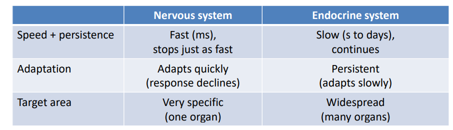 <p>Nervous Vs Endocrine Systems</p>