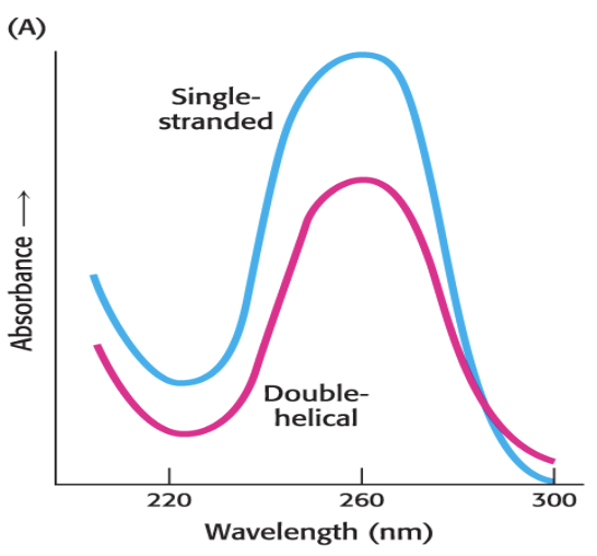 <p>due to base stacking</p><p>double stranded DNA absorbs less at 260 nm compared to RNA</p>