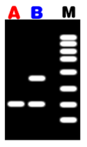 <p></p><p>Enzyme cuts wither side of repeat region</p><p>Different DNA fragments are separated by electrophoresis</p><p>Length of fragments depends on number of repeats between two restriction sites</p><p>One band - homozygous</p><p>Two band - heterozygous</p><p></p>